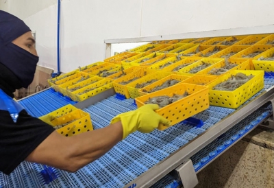 Ecuador: Xuất khẩu tôm tháng 1 giảm mạnh tại thị trường Trung Quốc