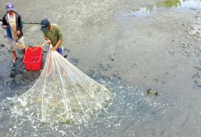 Mùa  tôm mới bắt đầu hứa hẹn tốt đẹp 