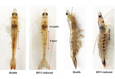 Triển vọng kiểm soát virus DIV1 gây bệnh trên tôm