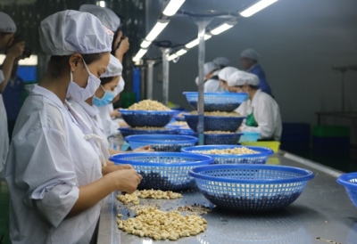 Xuất khẩu toàn ngành điều ước đạt 3,6 tỷ USD