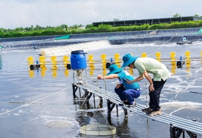 Quy trình chuẩn bị ao nuôi tôm