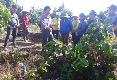 Đắk Nông: Mô hình thâm canh xoài ứng dụng công nghệ cao