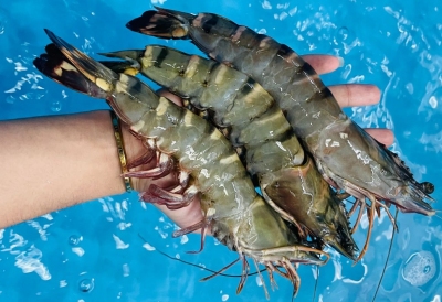 Rút ngắn thời gian nuôi để về size lớn nhanh chóng
