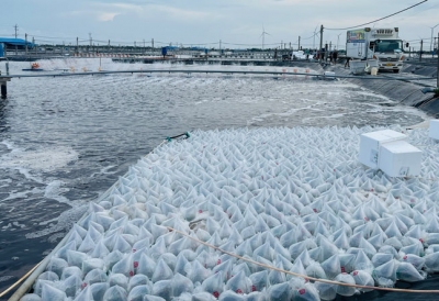 Nỗ lực thúc đẩy tăng trưởng 