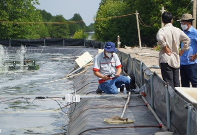 Quản lý yếu tố môi trường trong ao nuôi