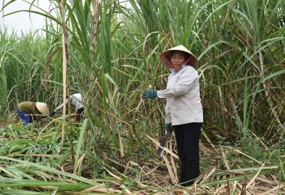 Giá mía cao nhất 886.000 đồng/tấn