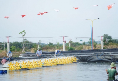 Sóc Trăng: Khuyến cáo bảo vệ tôm mùa nắng nóng