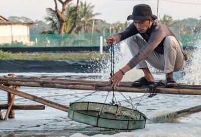 Giám sát chặt dịch bệnh