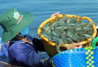 Trợ lực vốn cho ngành tôm