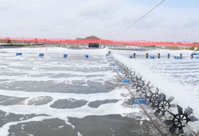 Biện pháp chăm sóc tôm nuôi trong mùa nắng nóng và mưa giông thất thường