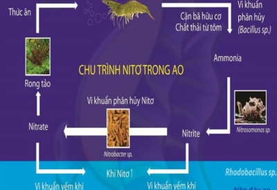 Chât lượng nước: 10 thông  số và 5 cách quản lý hiệu quả