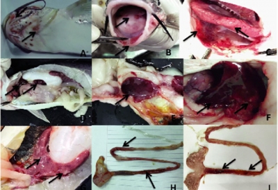 Vi khuẩn Aeromonas veronii - Tác nhân gây bệnh mới ở cá nheo Mỹ