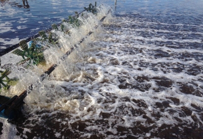 Khí độc ao tôm: Nguy cơ và hướng xử lý