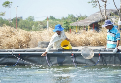 5 lỗi trong quản lý dinh dưỡng cho tôm mùa bão