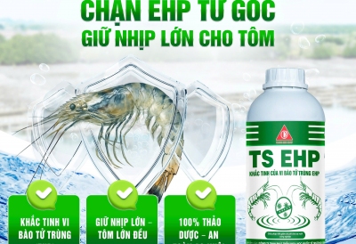 TS EHP – GIẢI PHÁP KIỂM SOÁT VI BÀO TỬ TRÙNG (EHP), BẢO VỆ TÔM KHỎE TỪ BÊN TRONG