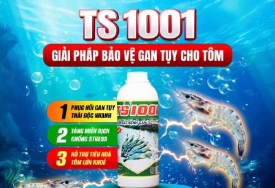 TS 1001 – Bí Quyết Bảo Vệ Gan Tụy Toàn Diện, Giúp Tôm Khỏe Mạnh, Mau Lớn