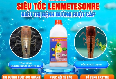 CÁCH TRỊ DỨT ĐIỂM TÔM ĐỨT KHÚC, LỎNG RUỘT VỚI SIÊU TỐC LENMETESONRE