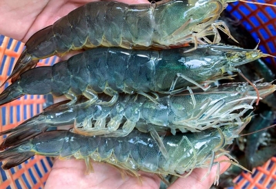 NGHÀNH TÔM 2026: LINH HOẠT VƯỢT SÓNG - CƠ HỘI CHO NGƯỜI BIẾT CHUYỂN MÌNH