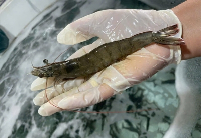 Biến động Trung Đông: Thách thức và