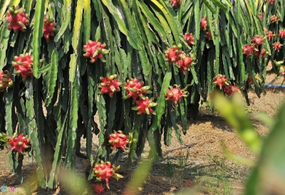Xuất khẩu sang TQ ngưng trệ, giá thanh long miền Tây còn 4.000 đồng/kg