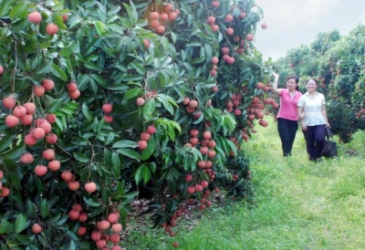 Bắc Giang: 50 ha vải thiều được cấp mã vùng đủ điều kiện xuất khẩu sang Nhật Bản