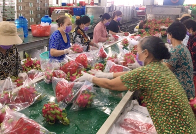 Vì sao thanh long từ 5.000 đồng lên 40.000 đồng/kg chỉ trong vài ngày?
