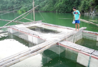 Hòa Bình: Mục tiêu 4800 lồng nuôi cá năm 2020