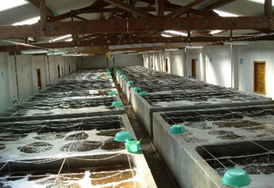 Phát hiện nhiều trường hợp vi phạm trong vận chuyển tiêu thụ giống thủy sản