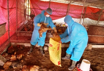 Hòa Bình: Xuất hiện dịch cúm gia cầm A/H5N6