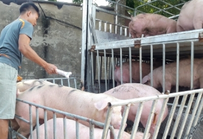 2 tháng đầu năm cả nước phát sinh 24 ổ dịch tả lợn Châu Phi