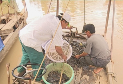 Đồng Tháp: Người dân Tam Nông vào mùa cào hến