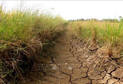 Long An: Người dân lao đao trong mùa hạn mặn