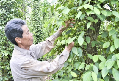 Trồng tiêu hữu cơ chuẩn châu Âu, bán giá 78.000 đồng/ký