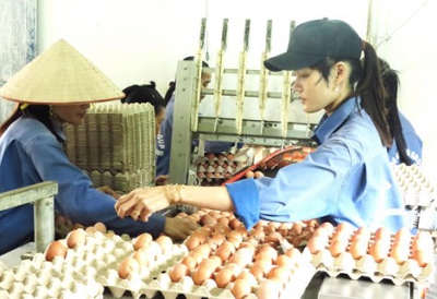 Đi lên từ chăn nuôi công nghệ cao