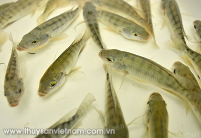 Trở ngại sản xuất giống cá rô phi