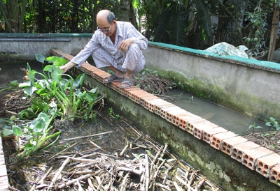 Đồng Tháp: Giá lươn thương phẩm tăng cao