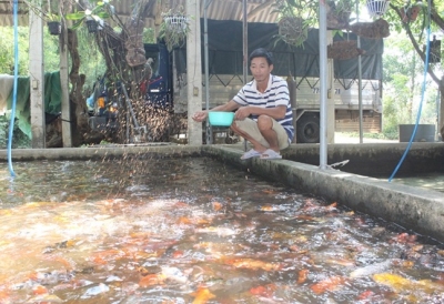 Nuôi cá chép Nhật, làm chơi ăn thật