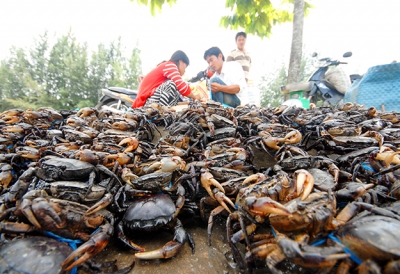 ĐBSCL: Cua đồng giá cao không đủ bán