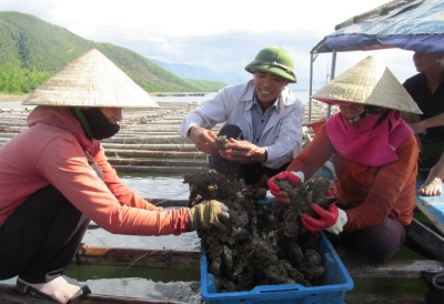 Hà Tĩnh: Nuôi thủy sản dưới chân núi Cầu Vọng, nhiều hộ dân xã Kỳ Hà khá lên