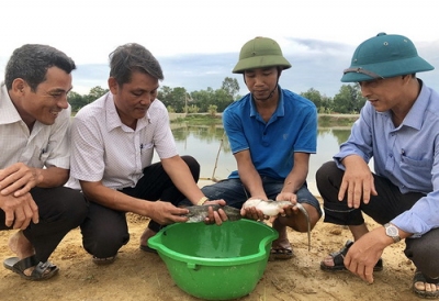 Nuôi loài cá đặc sản trơn nhớt đuôi dài, bán 150-160.000 đồng/kg