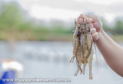 Hy vọng sáng cho con tôm