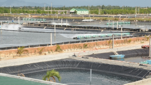 Sử dụng khoáng trong nuôi tôm