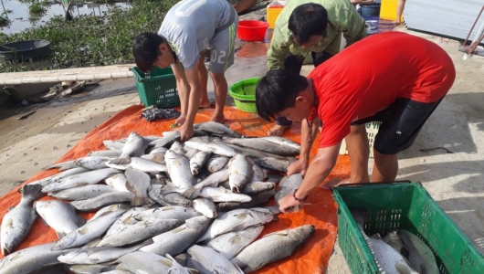 Nguyên nhân hiện tượng cá nuôi lồng bè chết ở Hà Tĩnh