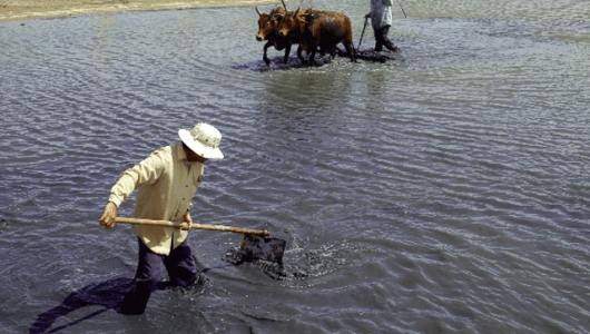6 yếu tố trong cải tạo ao nuôi tôm
