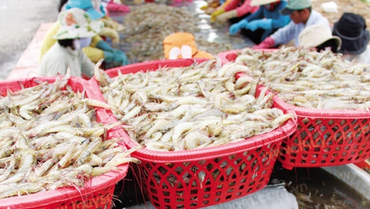 Chiến lược kiểm soát bệnh tôm