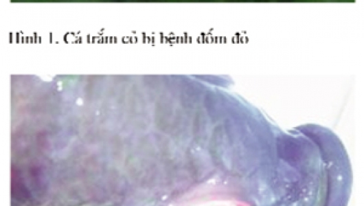 Bệnh trên cá trắm cỏ, rô phi và biện pháp điều trị