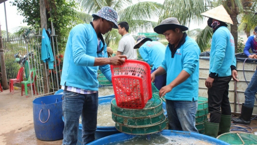 Tôm Việt được giải oan ở Mỹ