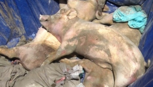 Tả heo châu Phi: Thêm Kiên Giang xuất hiện dịch, Đồng Tháp họp khẩn ứng phó