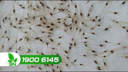 Việt Nam trở thành nước thứ 4, độc quyền sản xuất tôm giống