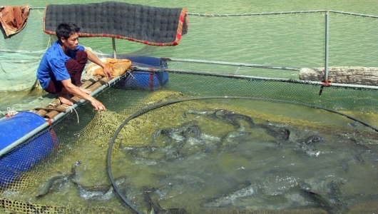 Sơn La: Lấy tỏi trị bệnh cho cá đặc sản, cá lớn nhanh, bán giá tốt